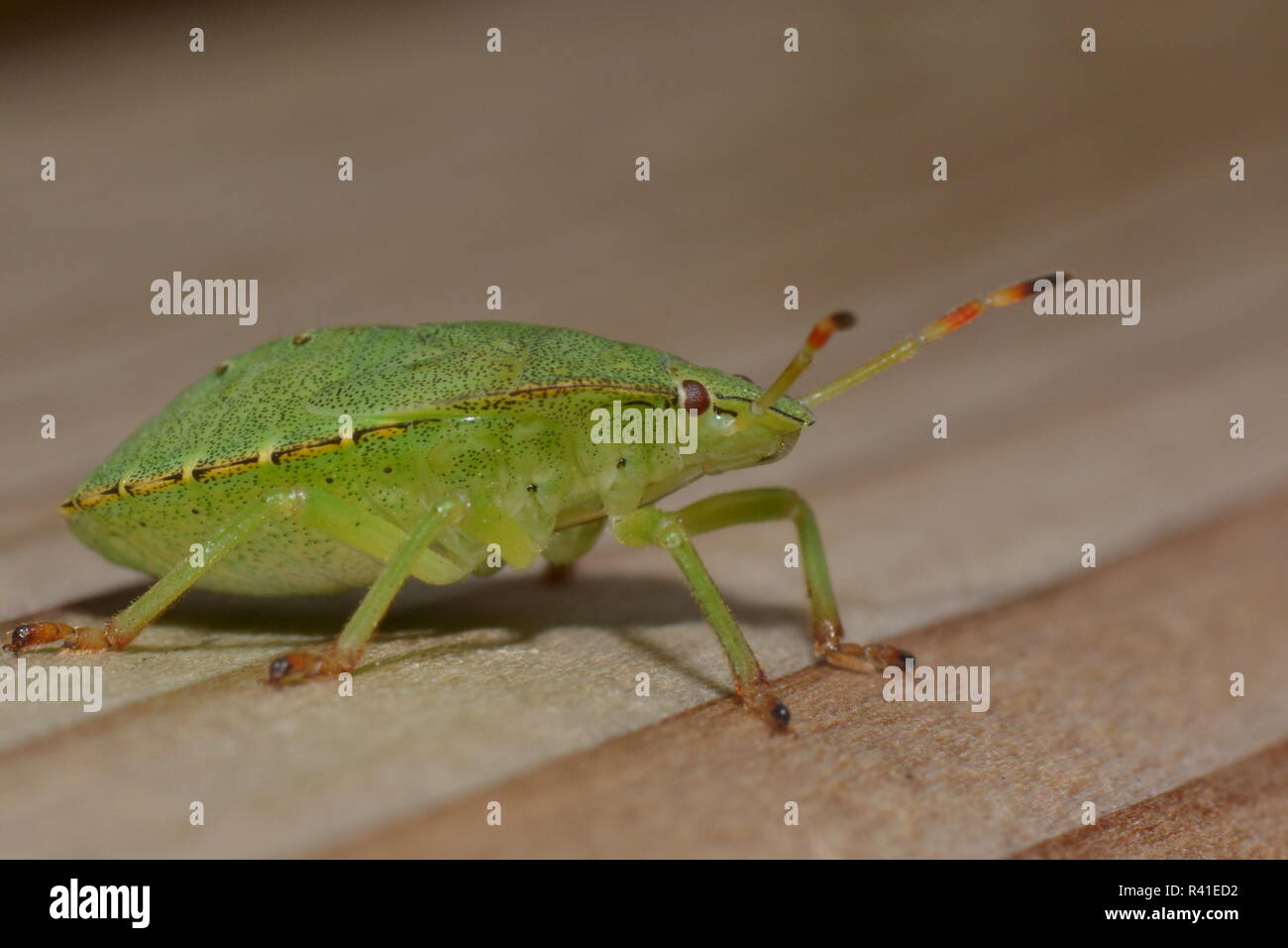 larva of the green stink bug Stock Photo