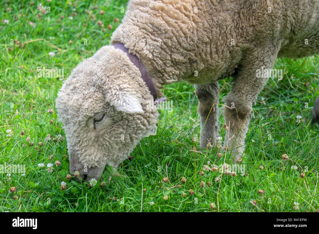 Sheep, Billings Farm and Museum, Woodstock, Vermont, USA Stock Photo