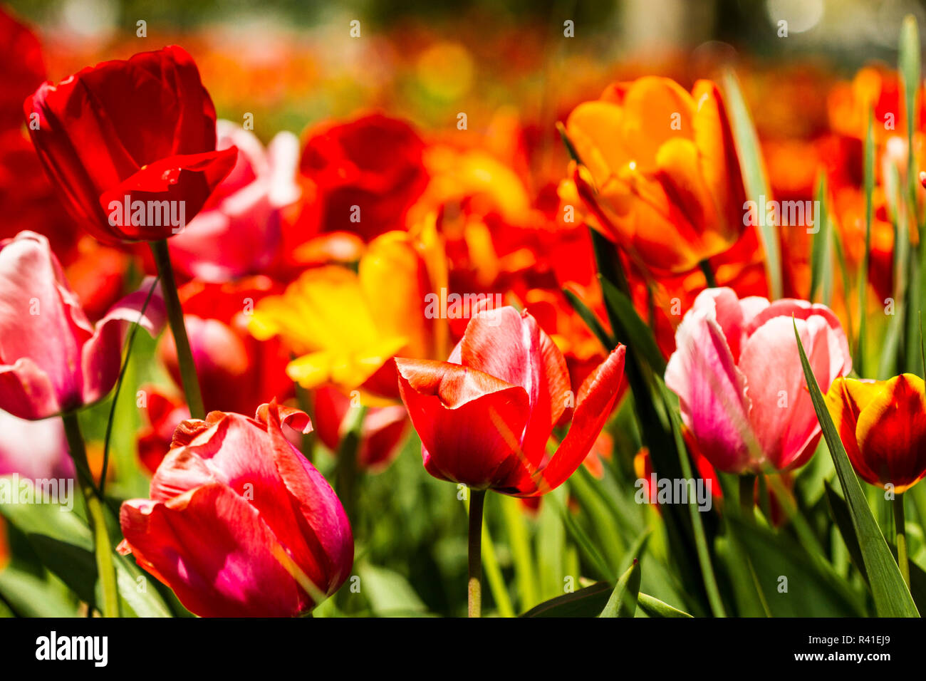 Vienna, Virginia. Dance of the multi-colored tulips in a field Stock Photo