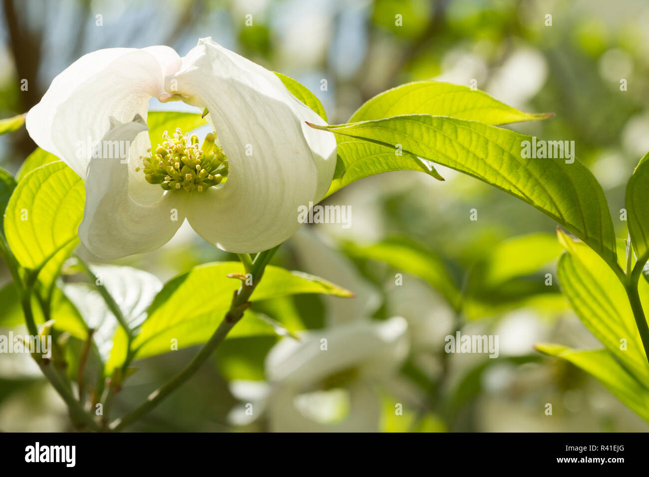 Vienna, Virginia. Curly Dogwood flower with green leaves Stock Photo