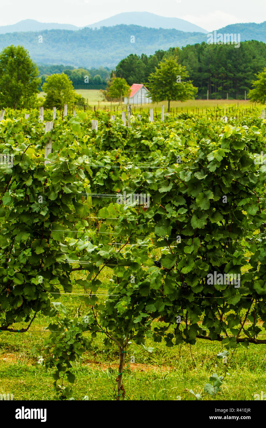 Blue ridge mountains winery hi-res stock photography and images - Alamy