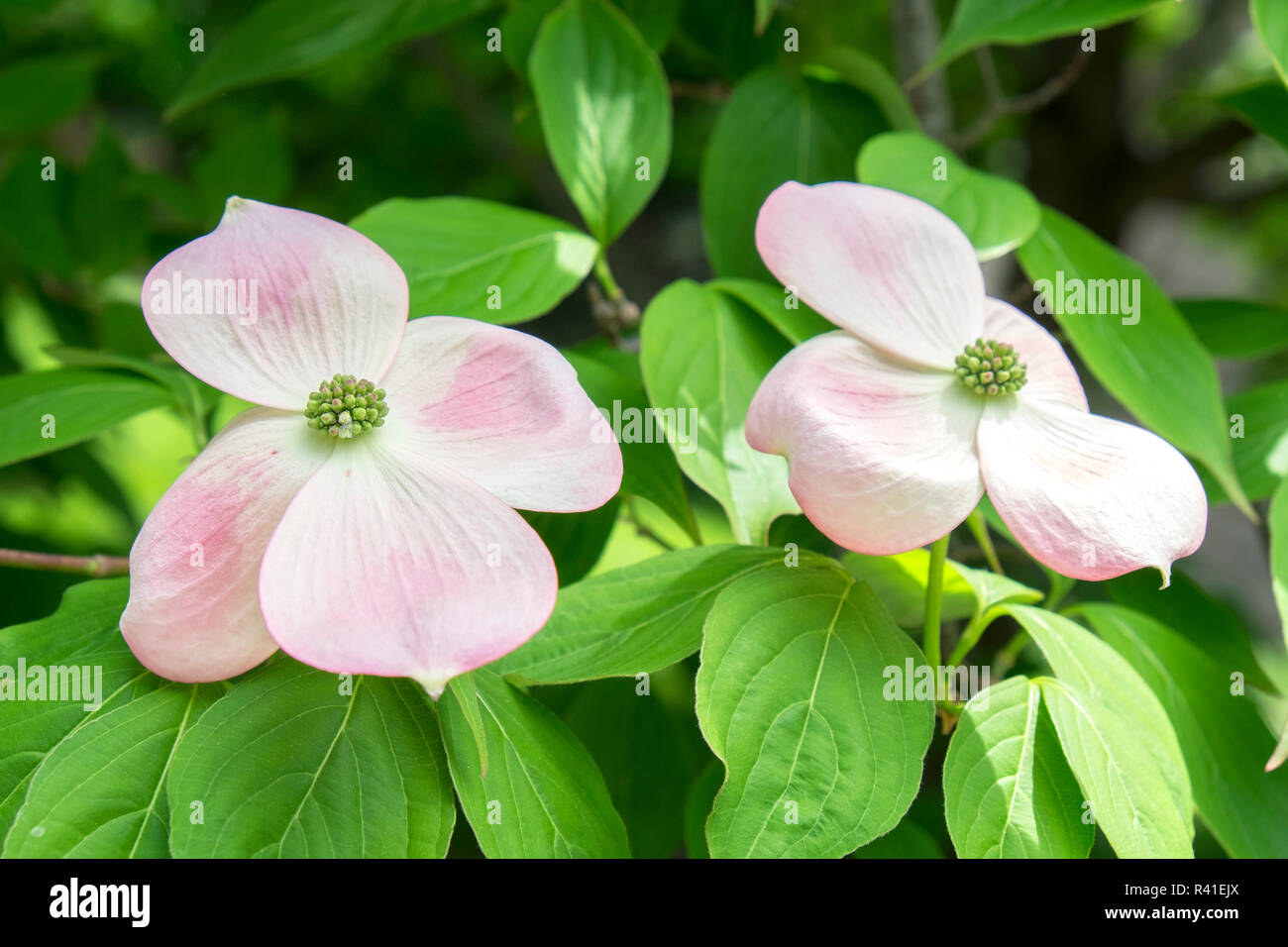 Dogwood tree flowers, USA Stock Photo Alamy