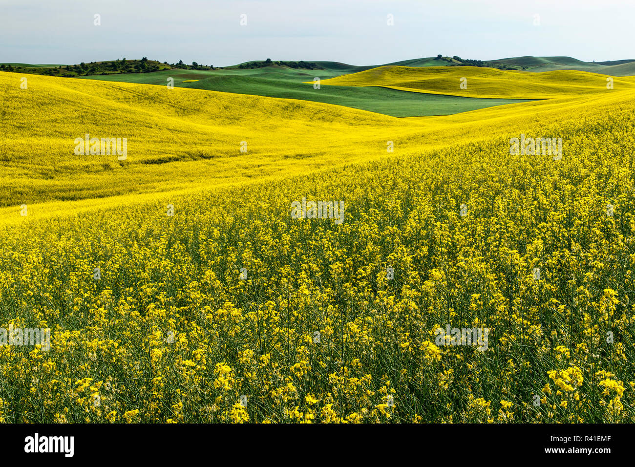Expansive rolling hills of yellow canola and wheat, Palouse farming