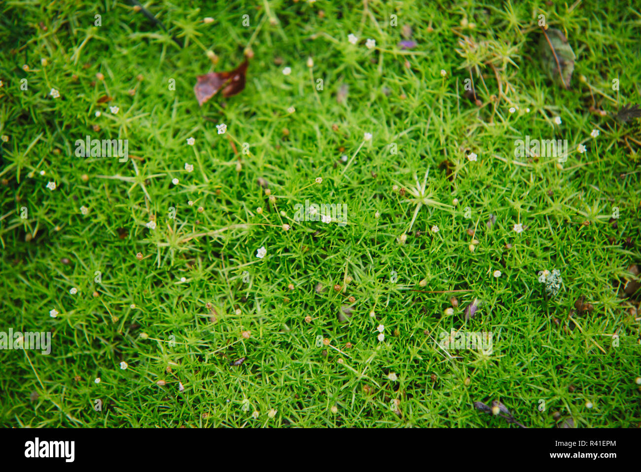 close up on small flowers of sagina subulata Stock Photo