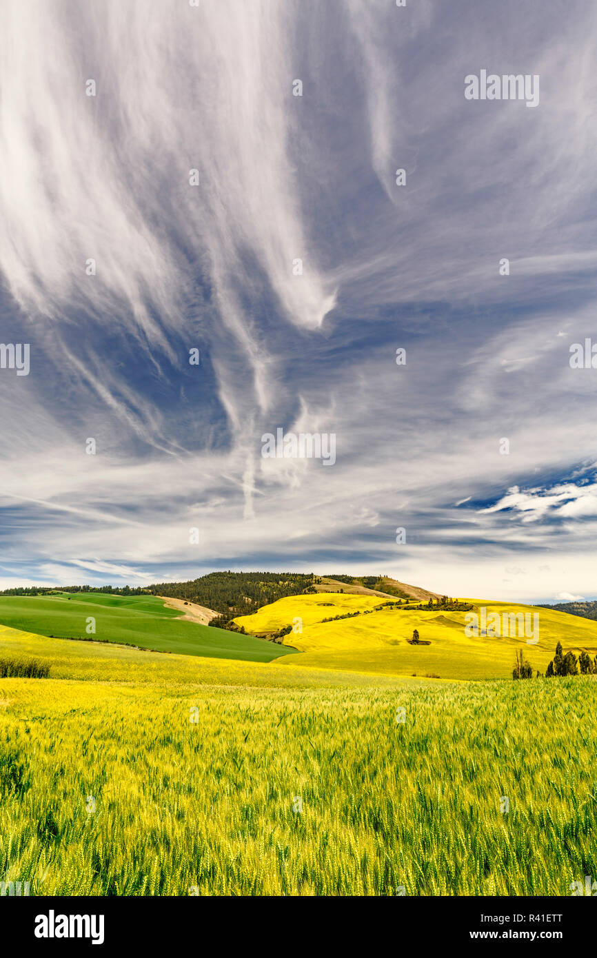 Contoured hills of wheat and canola crops, Palouse region of western Idaho. Stock Photo