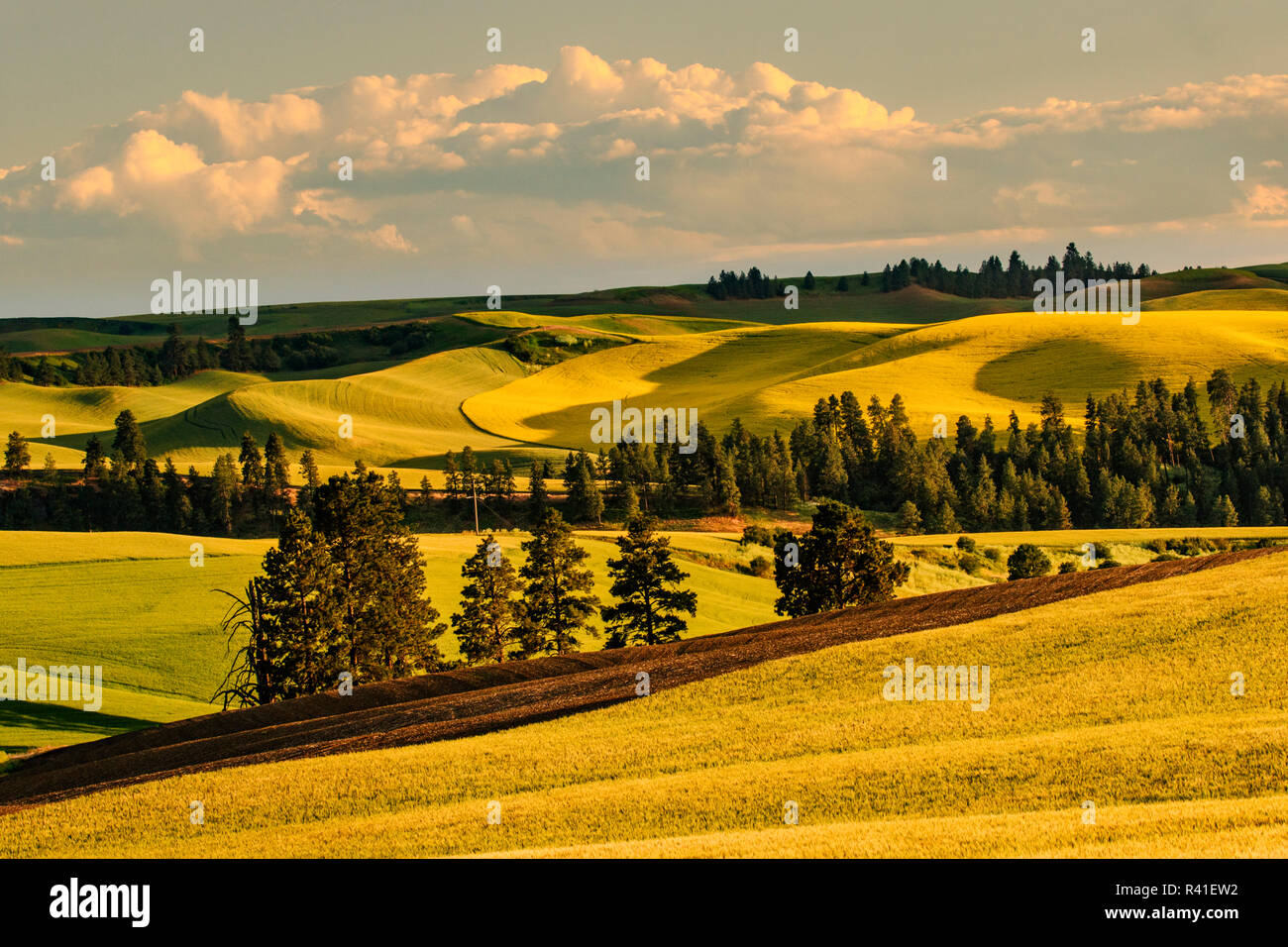 Rolling hills of wheat and canola crops in late afternoon light, Palouse region of Eastern Washington State. Stock Photo