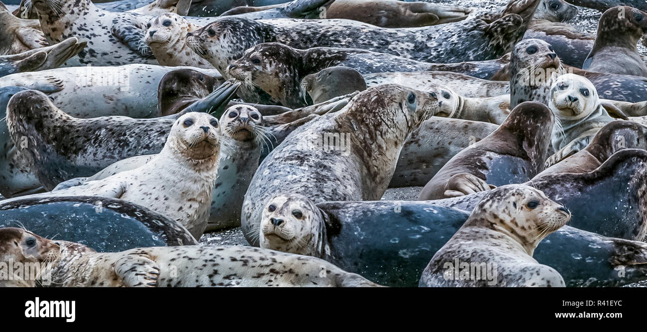 Harbor seals, Puget Sound, Washington State, USA Stock Photo Alamy