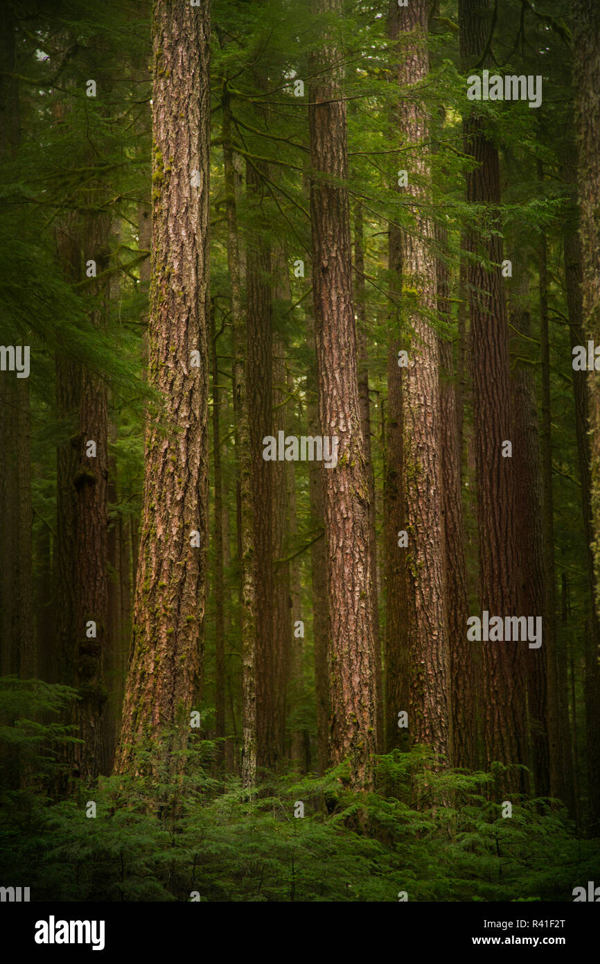 USA, Washington State, Olympic National Park. Western hemlock trees in rainforest. Stock Photo