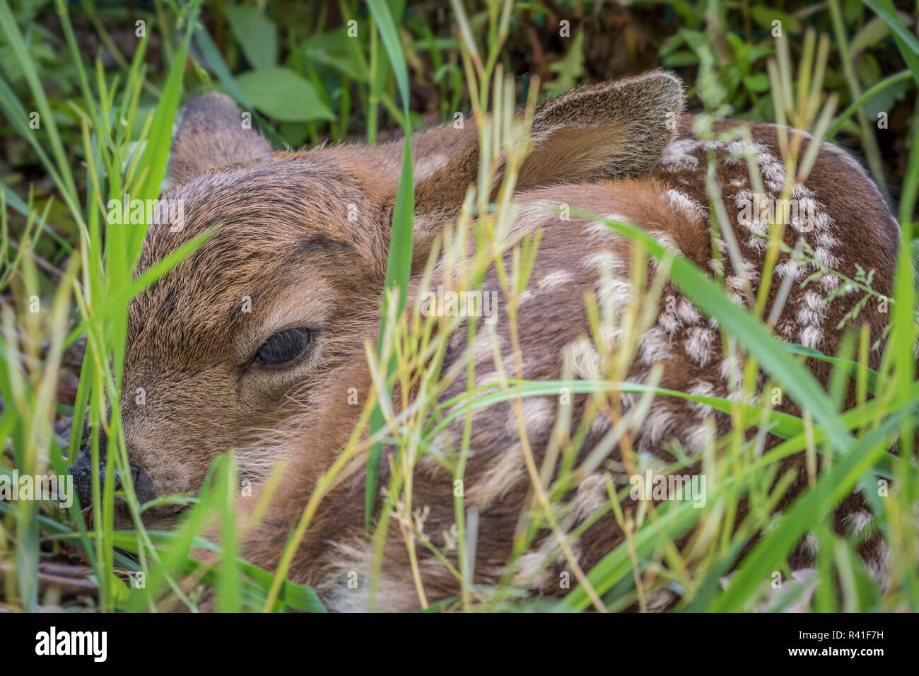 USA, Washington State, Seabeck. Baby black-tailed deer in grass. Stock Photo