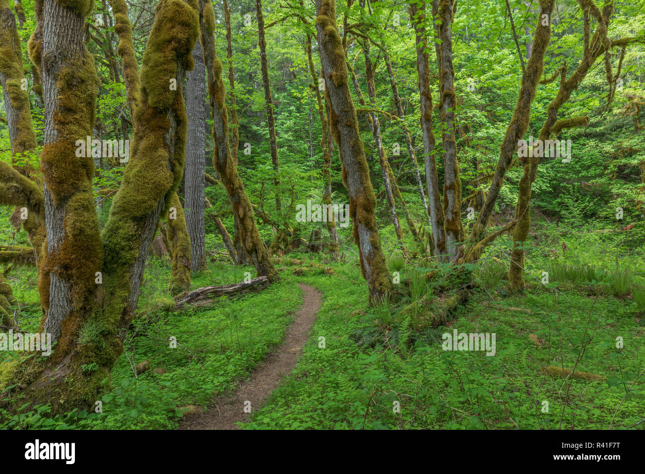 USA, Washington State, Gifford Pinchot National Forest. Trail and