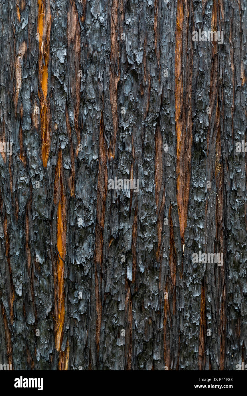 Burnt cedar bark, Washington State, North Cascades National Park Stock Photo