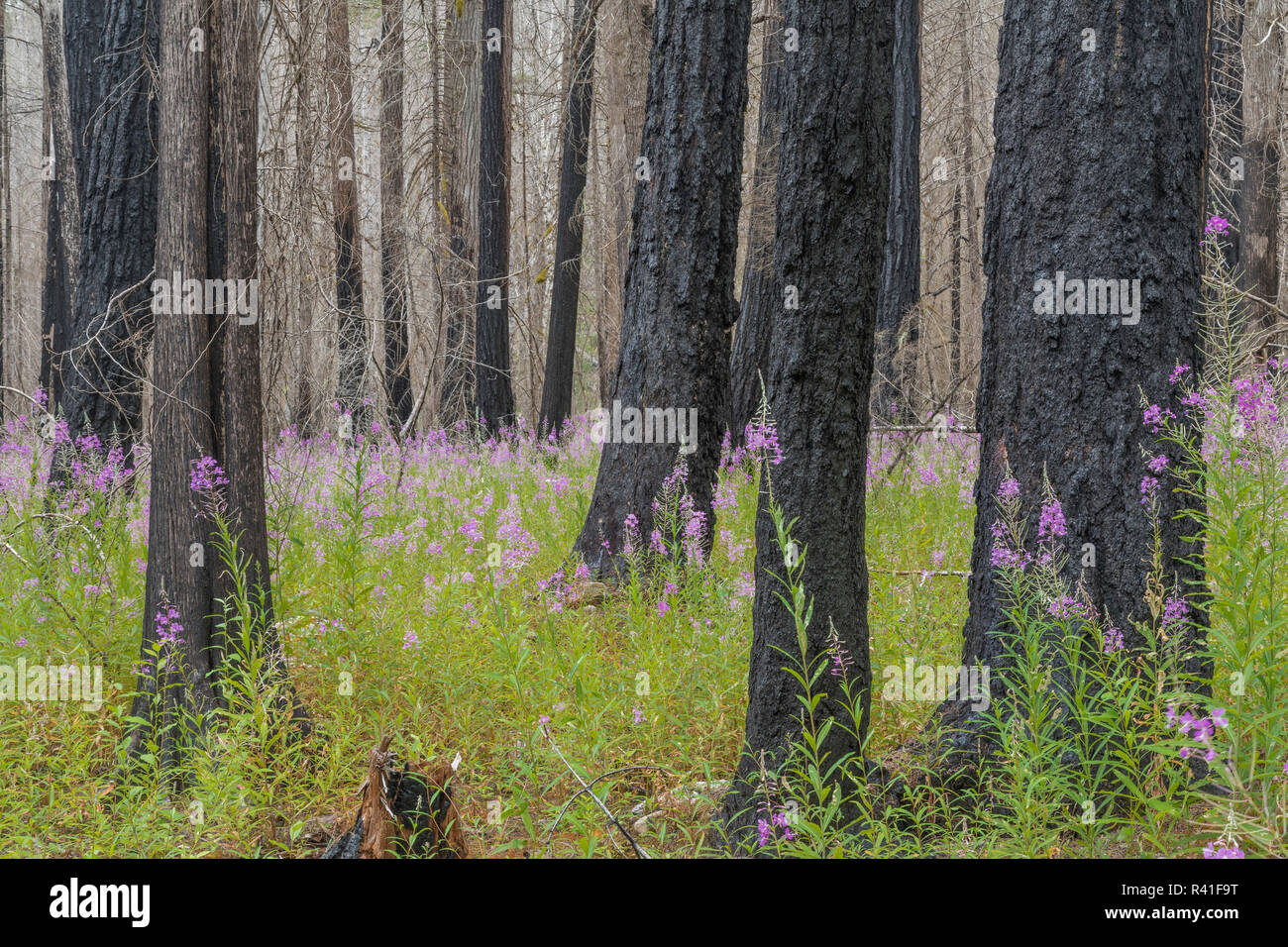 Fireweed blooming after a forest fire. Washington State, North Cascades National Park. Stock Photo