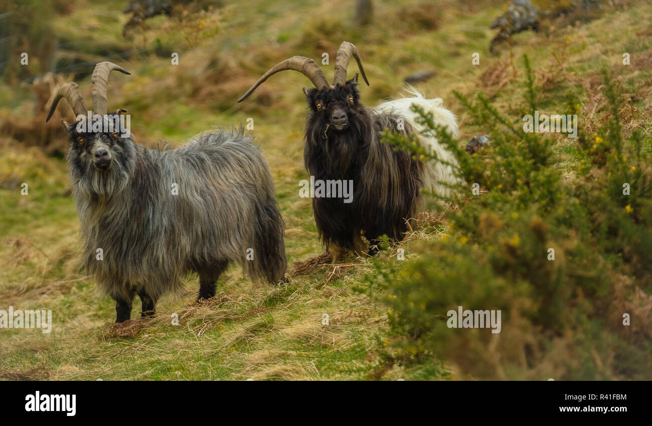 Wild or Feral Goats in the Highlands of Scotland,  UK. A non native domestic species which has become wild and freely roams the highlands and islands. Stock Photo