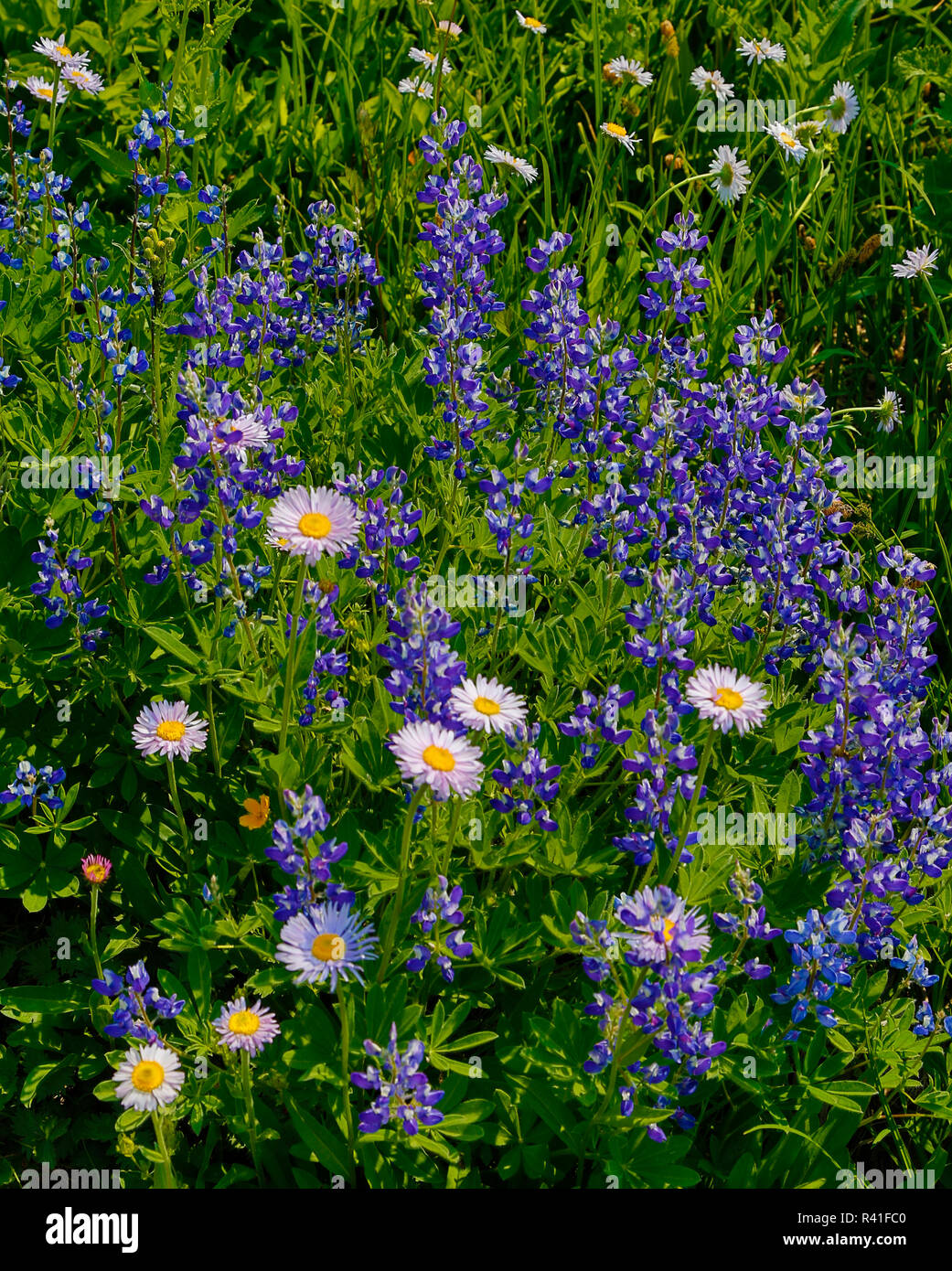 Mixed wildflowers hi-res stock photography and images - Alamy