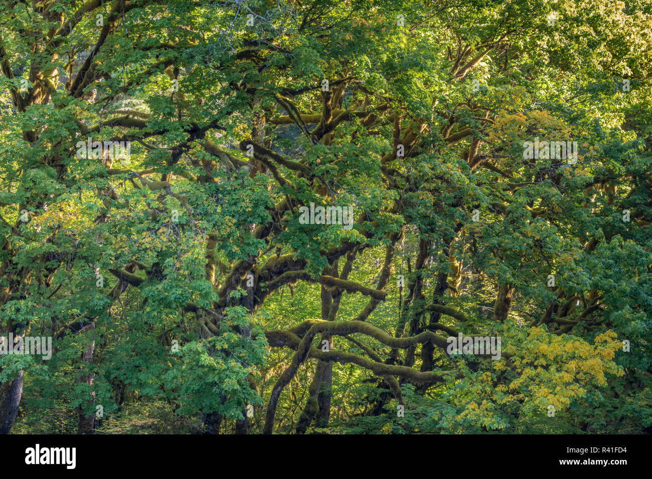 USA, Washington State, Olympic National Forest. Backlit bigleaf maple trees. Stock Photo