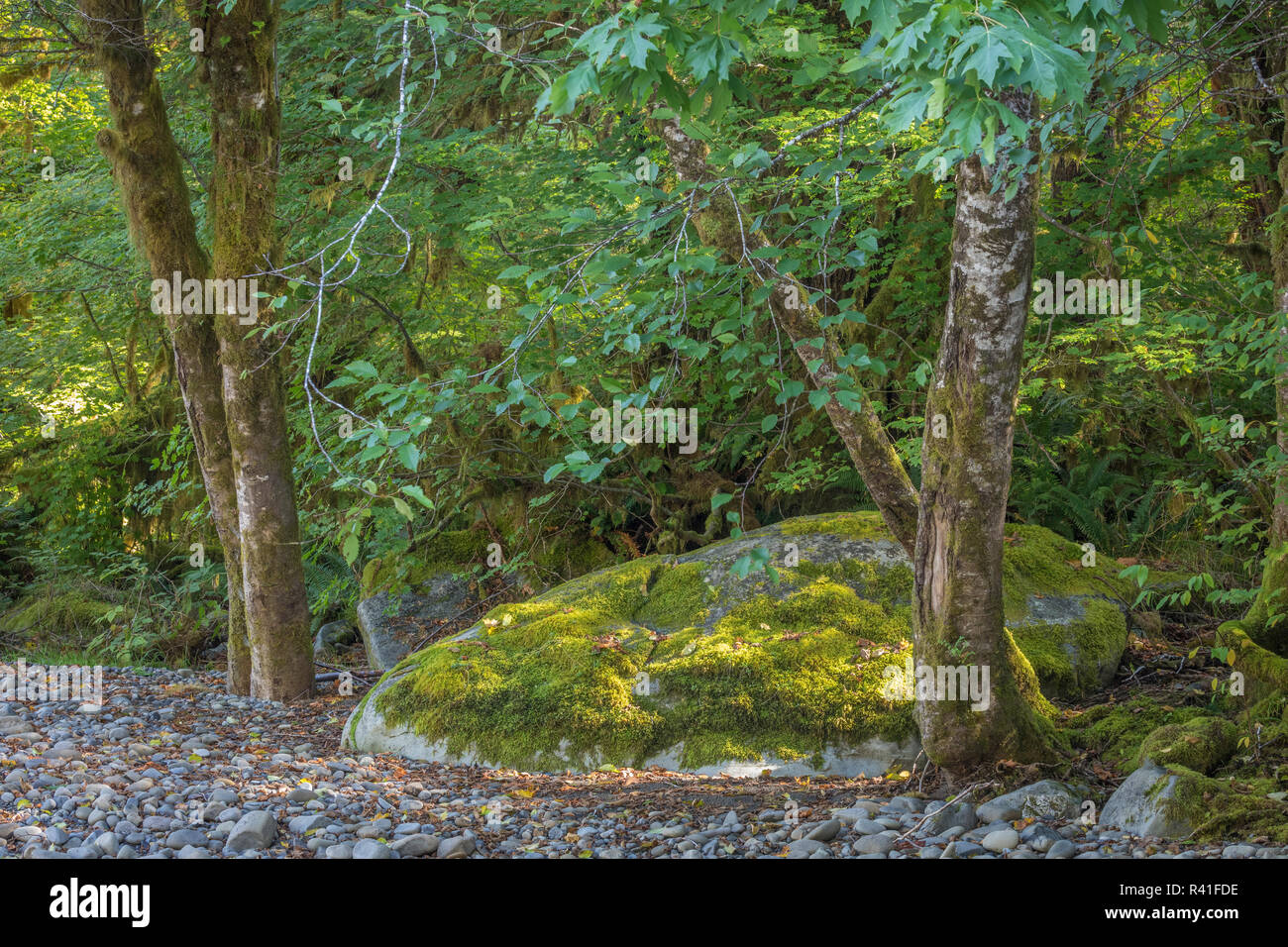 USA, Washington State, Olympic National Park. Alder trees and mossy boulder. Stock Photo