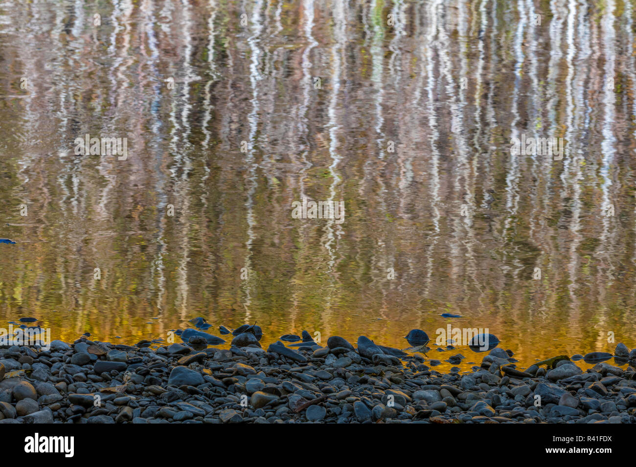 USA, Washington State, Olympic National Park. Abstract reflection of alder trees in Quinault River. Stock Photo