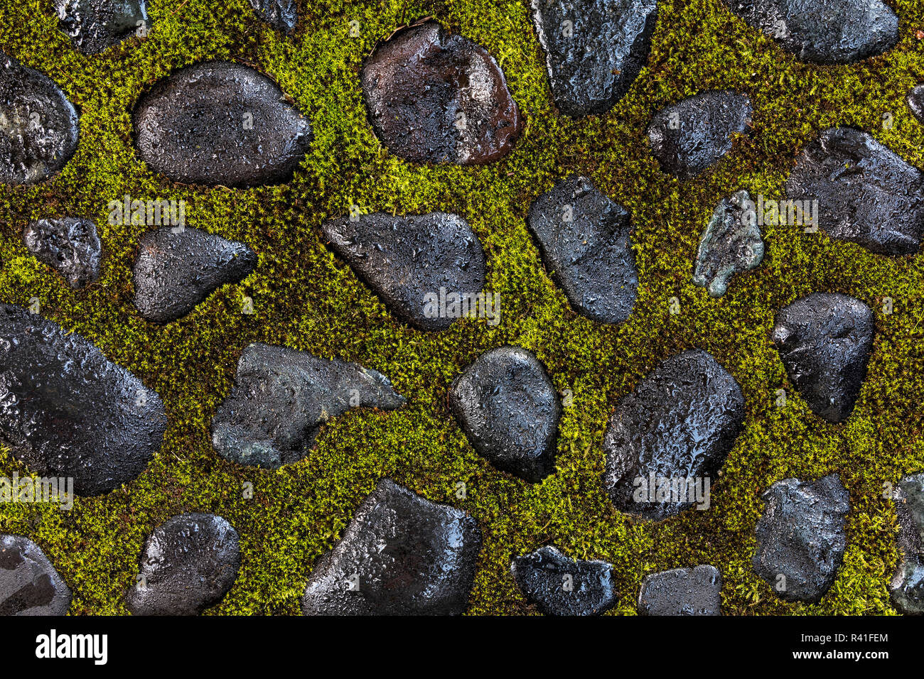 USA, Washington State, Bainbridge Island. Detail of stones and moss. Stock Photo