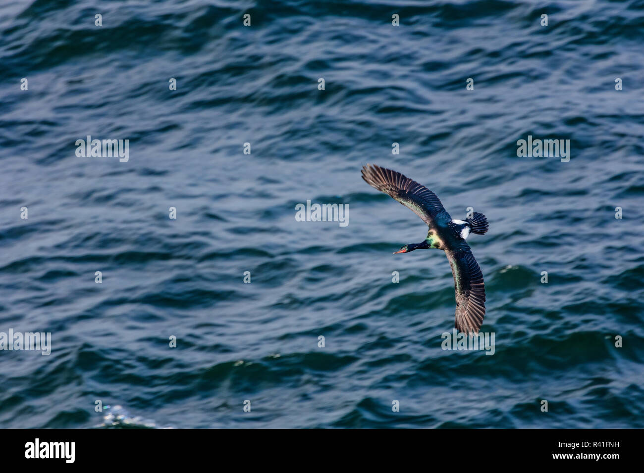 Pelagic cormorant flies above the Pacific Ocean at Cape Flattery near