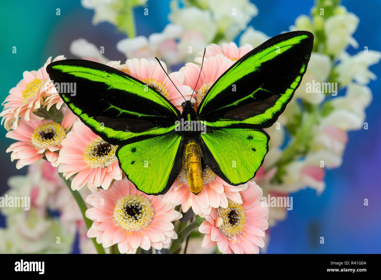 Male tropical butterfly Ornithoptera a Birdwing butterfly on Pink Gerber Daisy Stock Photo