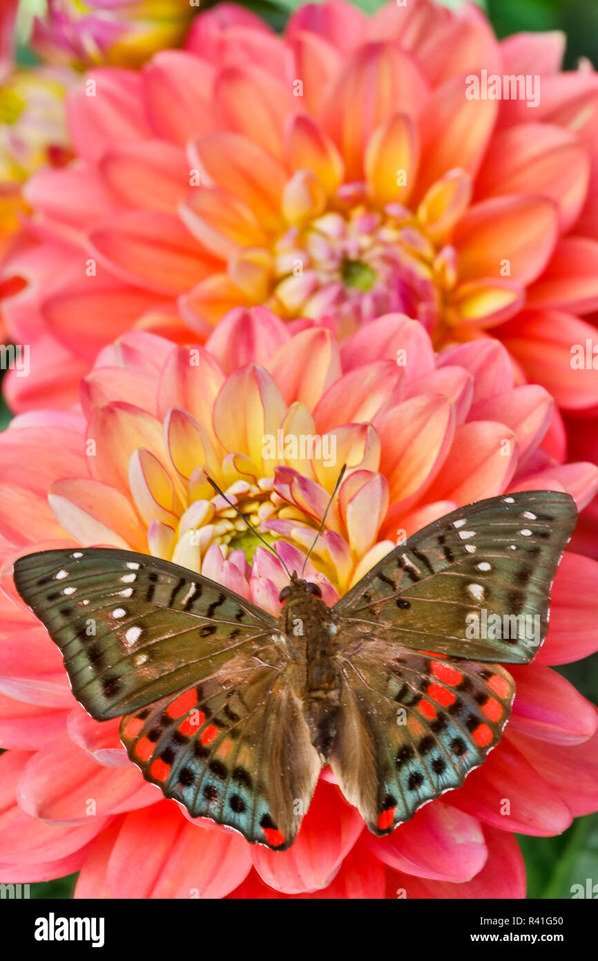 Euthalia adonia adonia female on colorful Dahlias Stock Photo