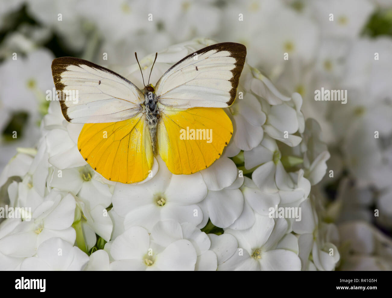 White and Yellow butterfly in the Pieridae family on Dahlia Stock Photo