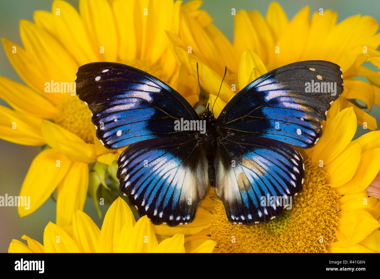 Blue diadem butterfly hi-res stock photography and images - Alamy