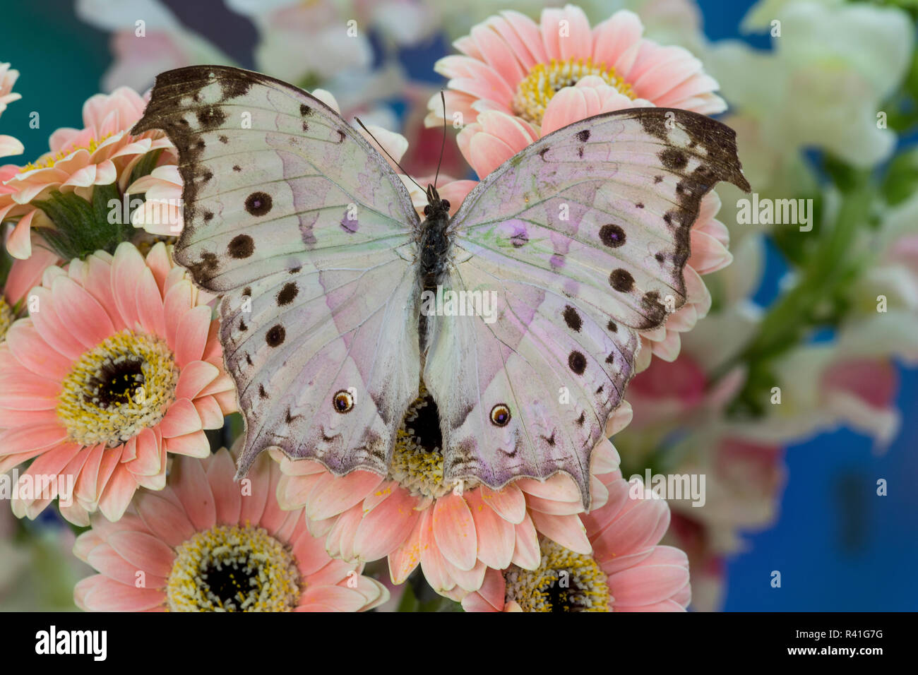 Salamis parhassus the Common motherofpearl Butterfly on Gerber