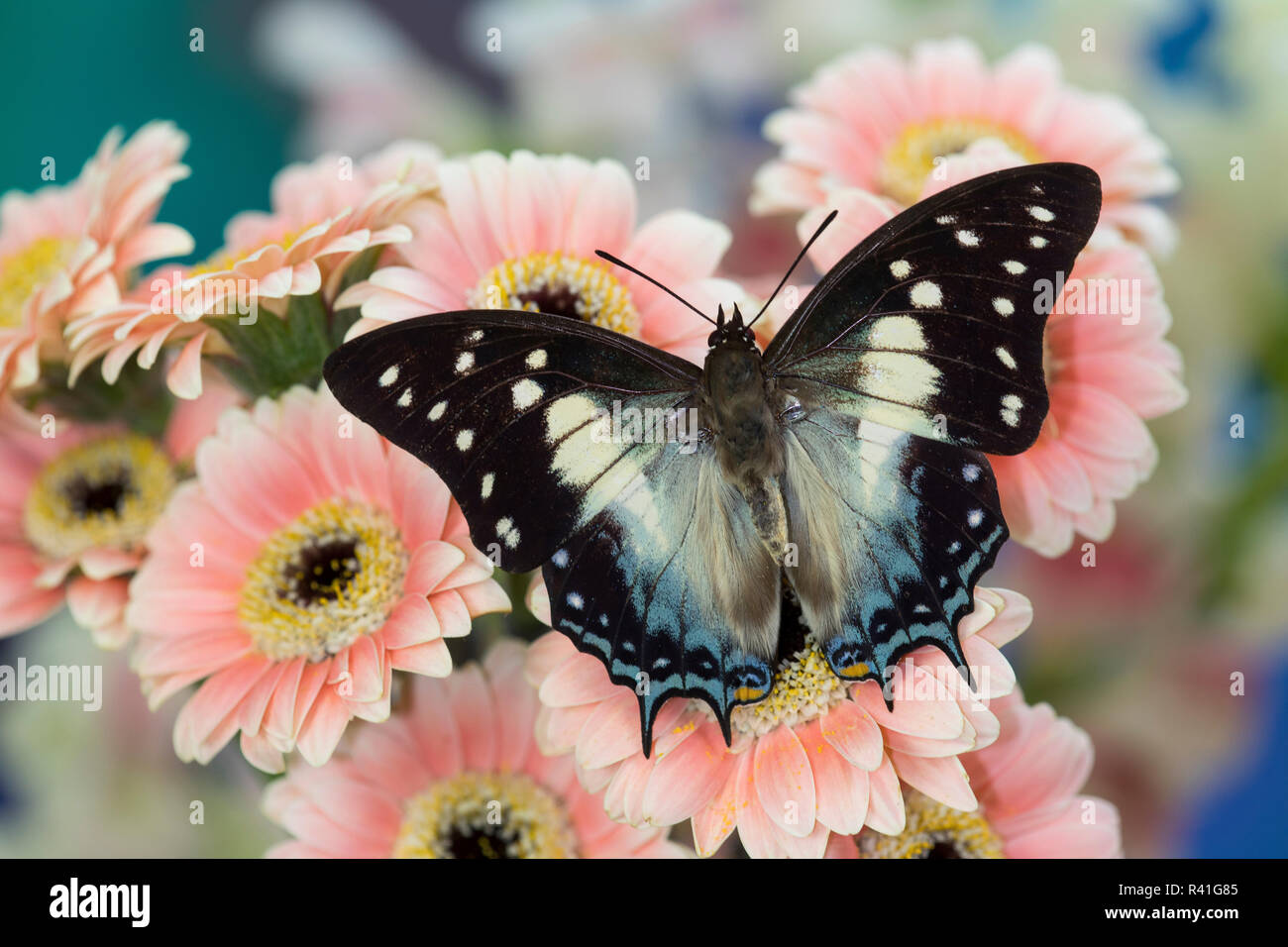 Bộ sưu tập cánh vẩy 4 - Page 18 Tropical-butterfly-polyura-cognatus-sulawesi-blue-nawab-a-dagger-tailed-butterfly-on-gerber-daisy-R41G85