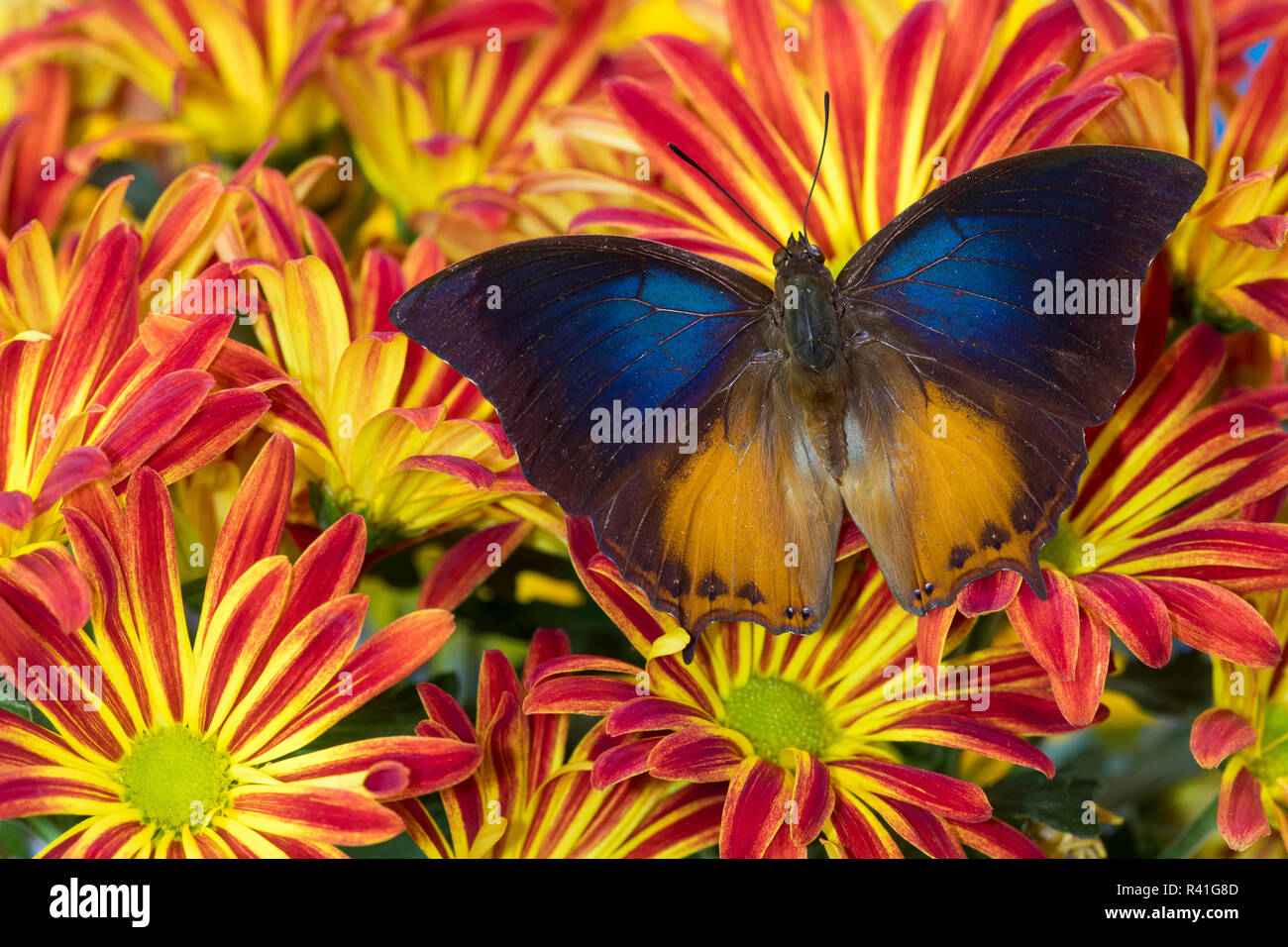 Brush-footed butterfly, Charaxes mars on Mum Flowers Stock Photo