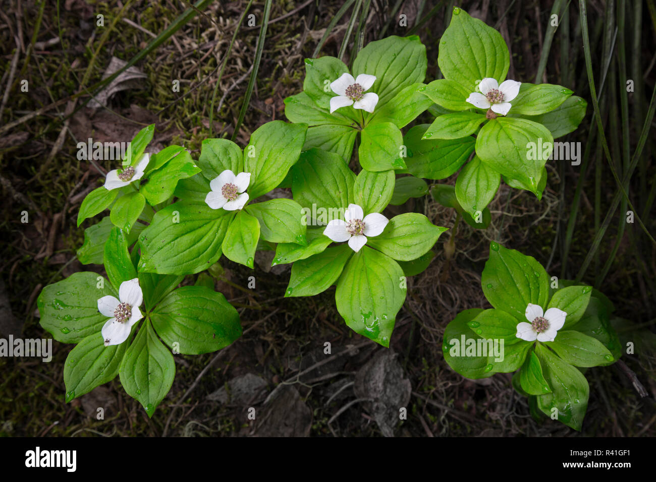 USA, Washington State. Bunchberry (Cornus canadensis), in dogwood family, a native wildflower in the Cascade mountains of Pacific Northwest. Stock Photo