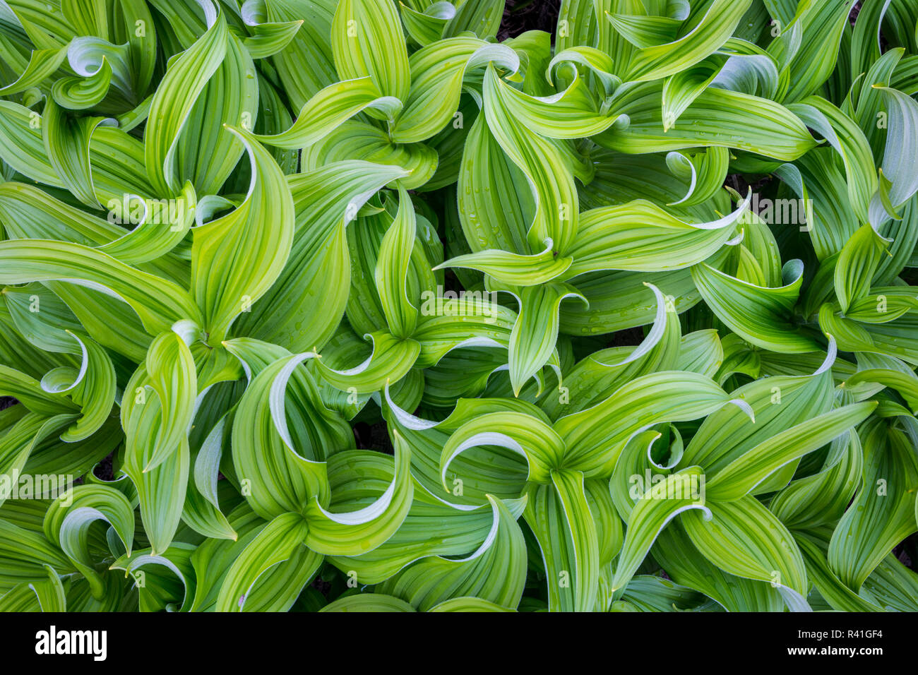 USA, Washington State. False Hellebore (Veratrum viride) leaves form a swirling pattern in the Cascade mountains of the Pacific Northwest. Stock Photo