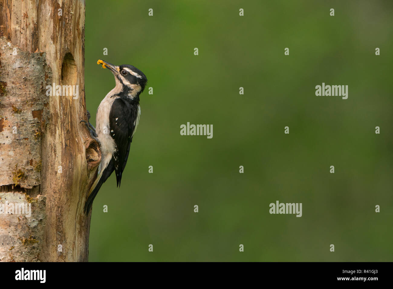 USA, Washington State. Female Hairy Woodpecker (Picoides villosus) with