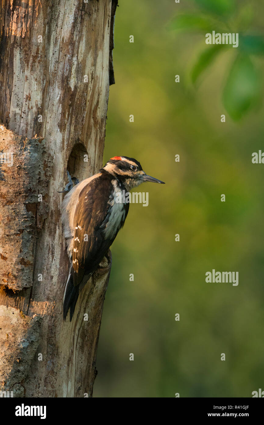 USA, Washington State. Male Hairy Woodpecker (Picoides villosus) at
