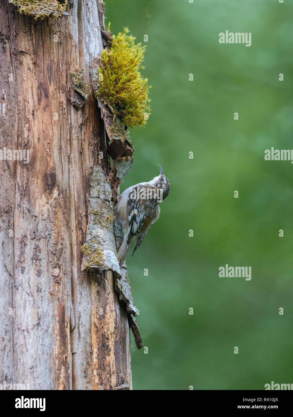 USA, Washington State. Adult Brown Creeper (Certhia americana) works it ...