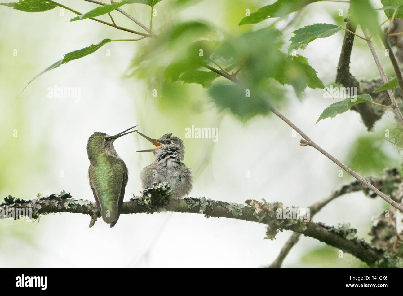 Female Anna Hummingbird Feeding Her Chick High Resolution Stock ...