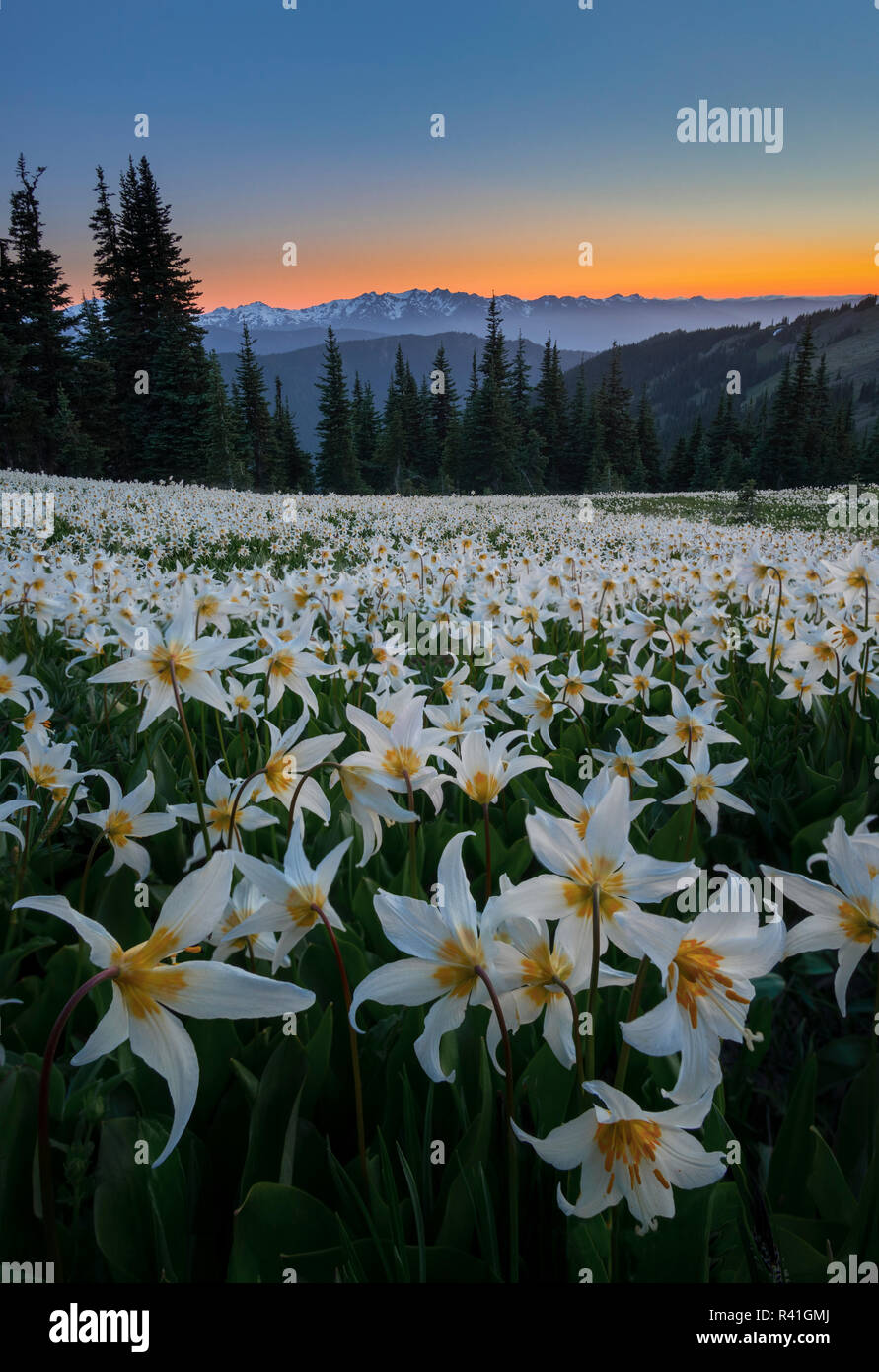 USA, Washington State. Field of Avalanche Lily (Erythronium montanum) in subalpine meadow at sunset at Olympic National Park. Stock Photo