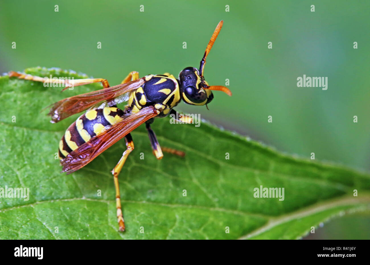 polistes dominula polistes dominula Stock Photo