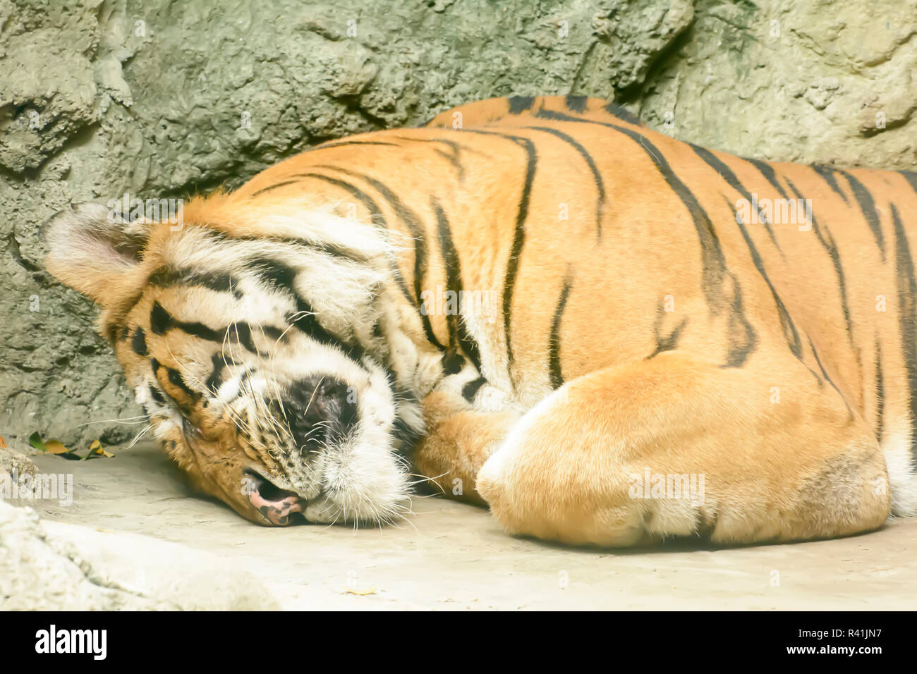 White tiger sleeping hi-res stock photography and images - Alamy