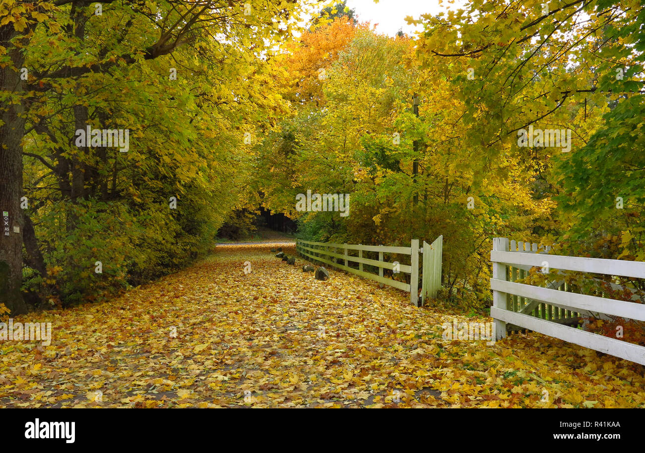 hiking trail in autumn foliage,hevetal in arnsberg forest nature park Stock Photo