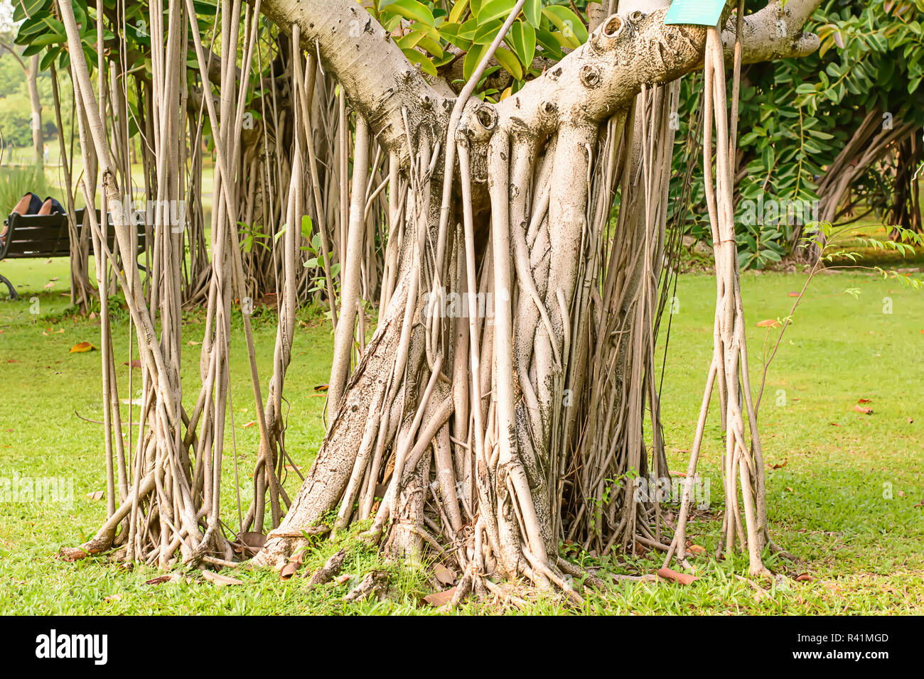 Tree & many tree roots Stock Photo - Alamy