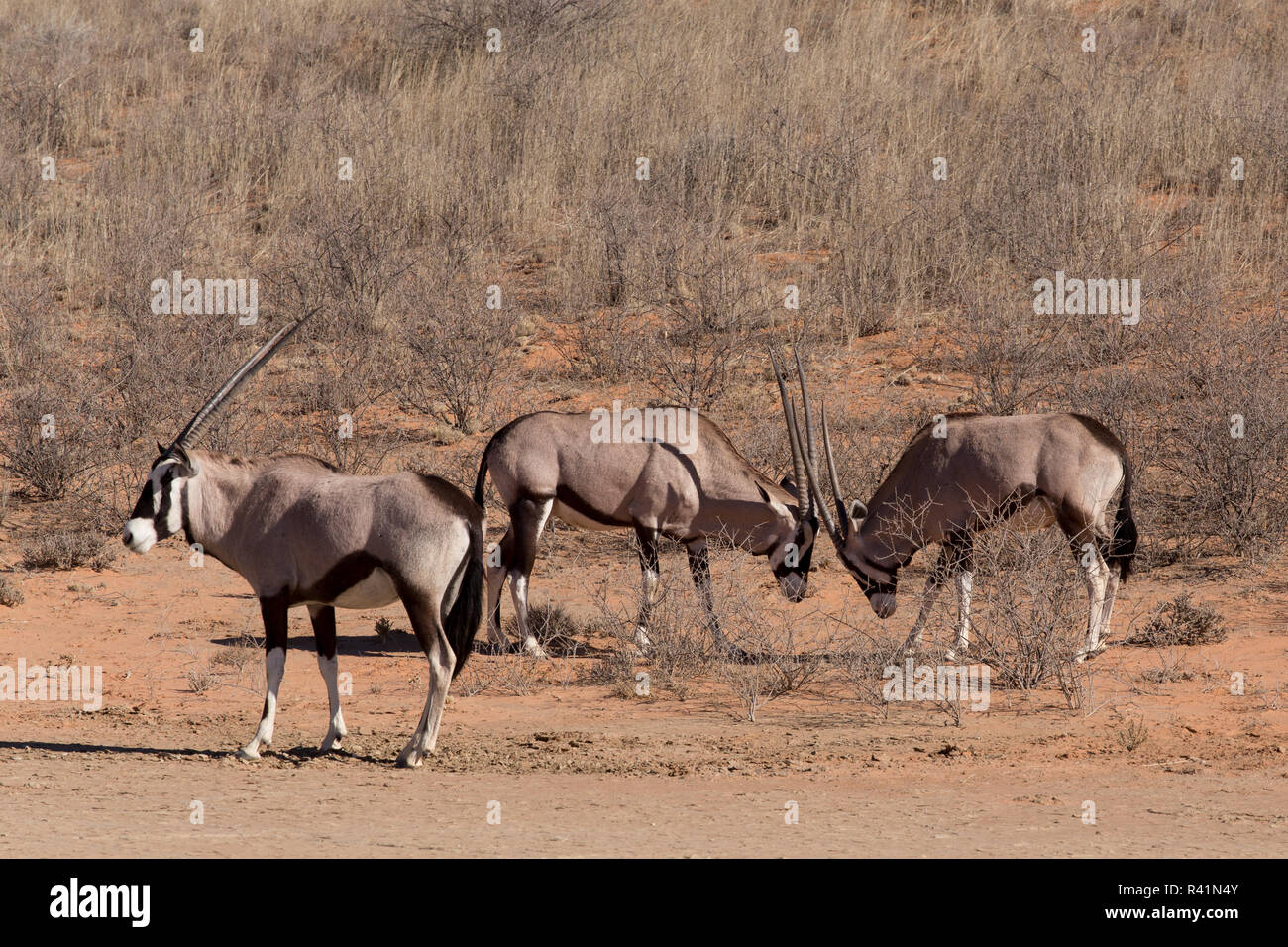 fight between two male Gemsbok, Oryx gazella Stock Photo