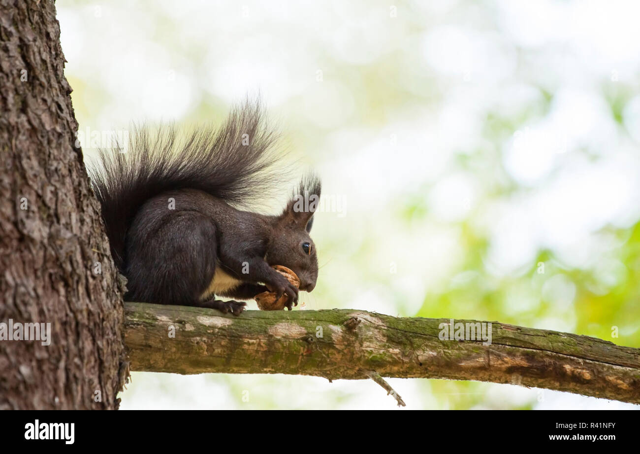 Cute squirrel on a tree Stock Photo