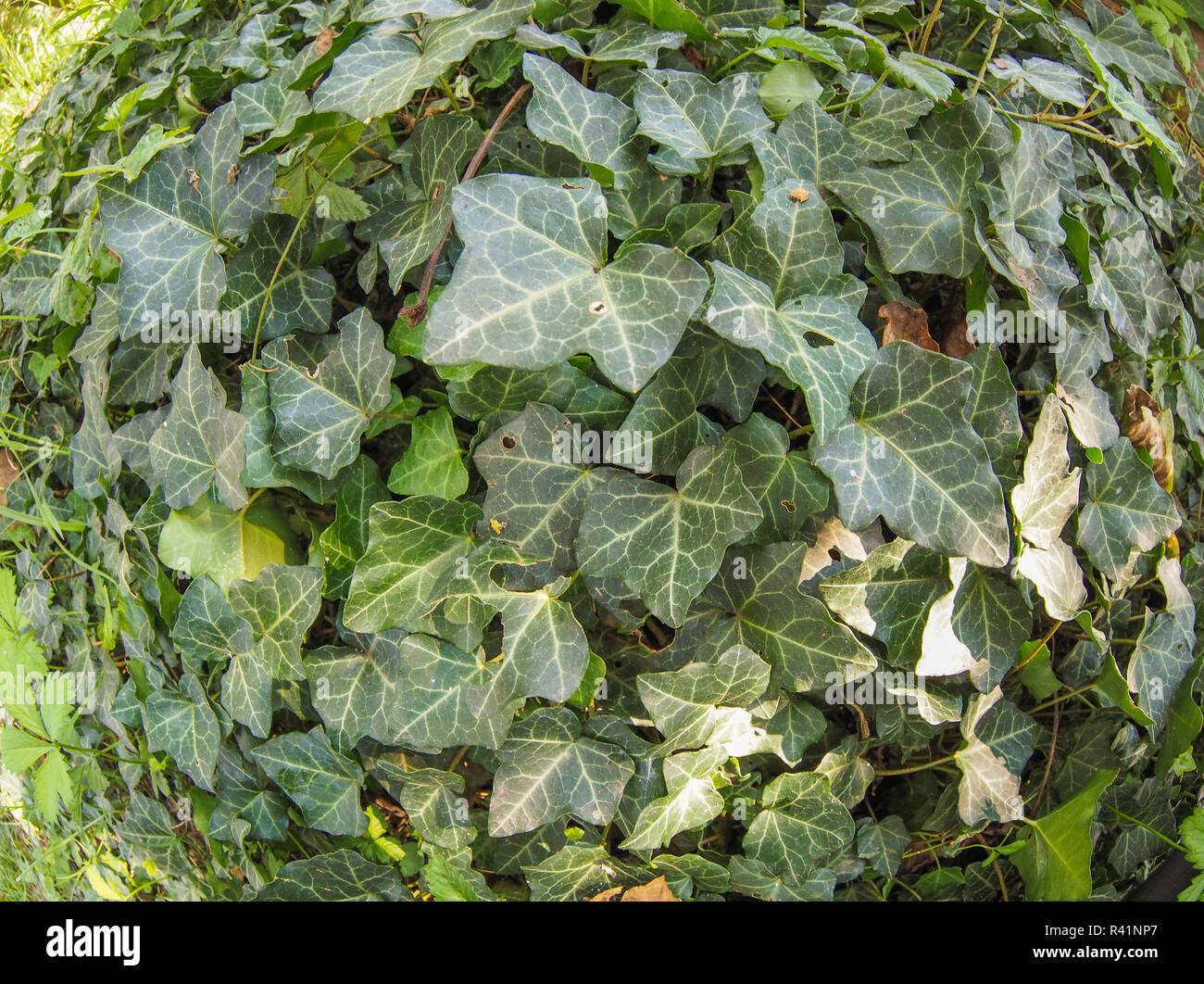 Green ivy plant background Stock Photo - Alamy