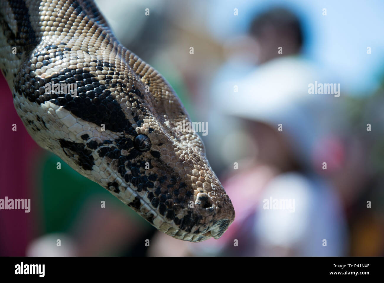python Stock Photo