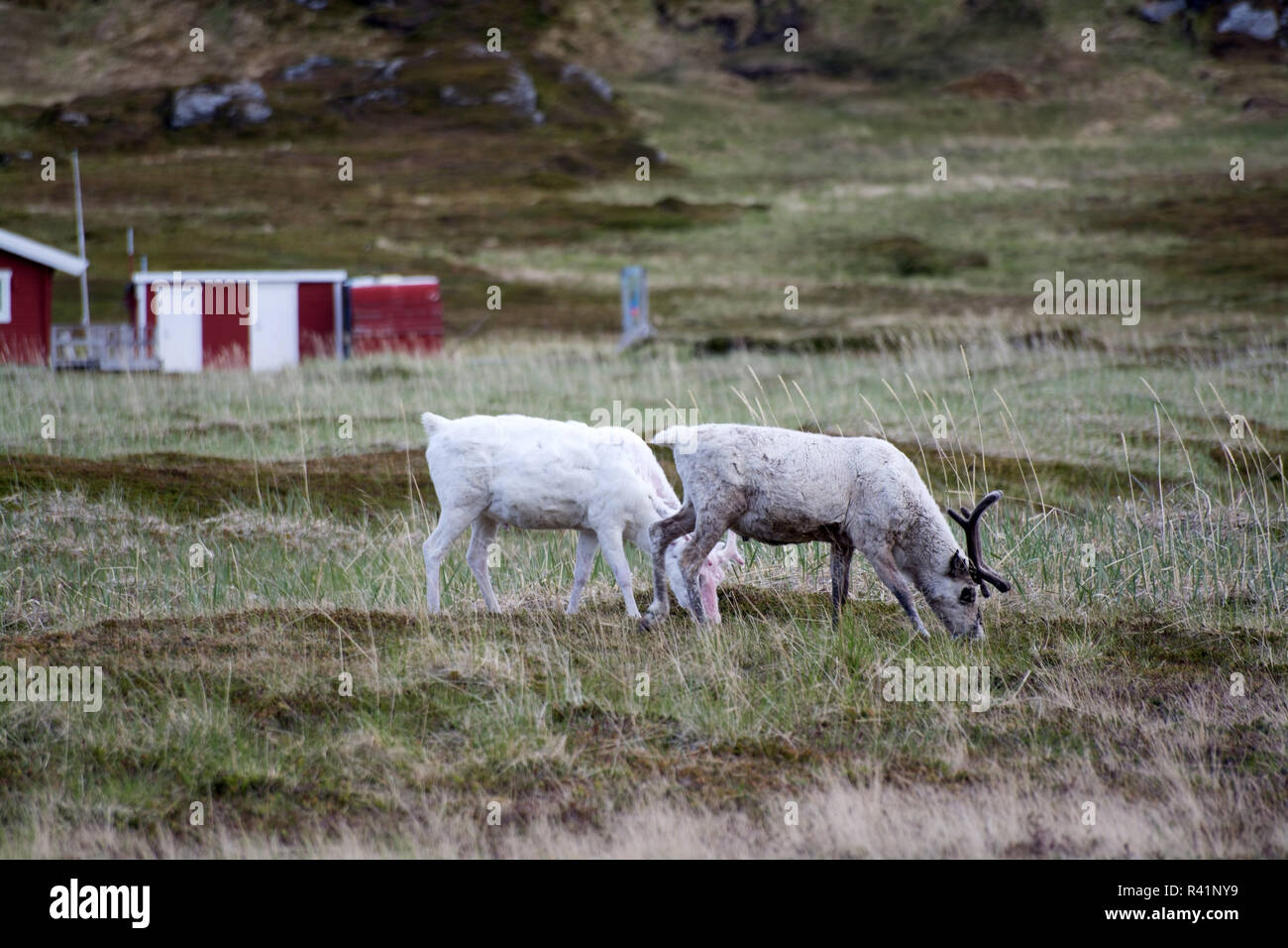 reindeers in norway Stock Photo