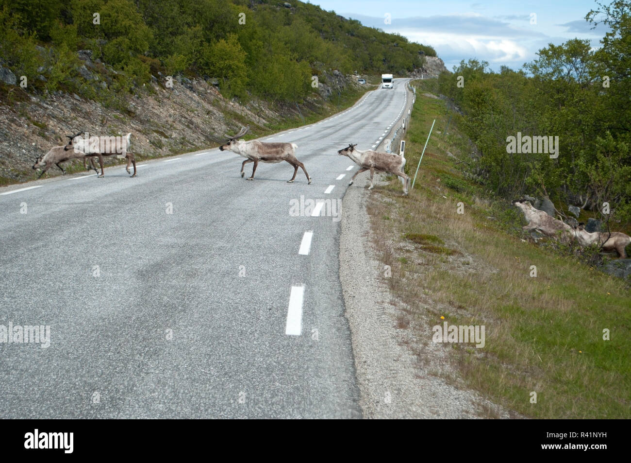 reindeers in norway Stock Photo