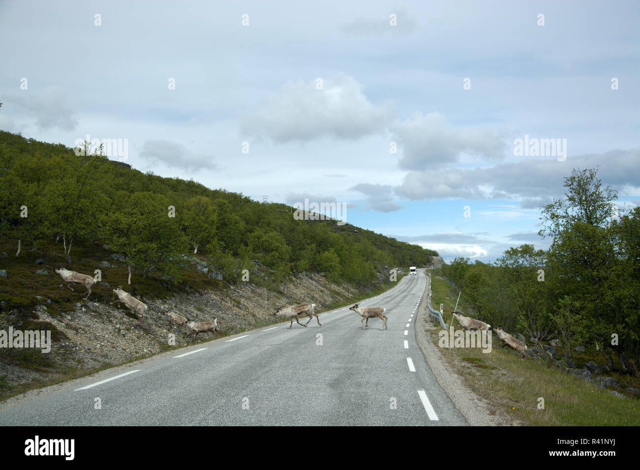 reindeer in norway Stock Photo
