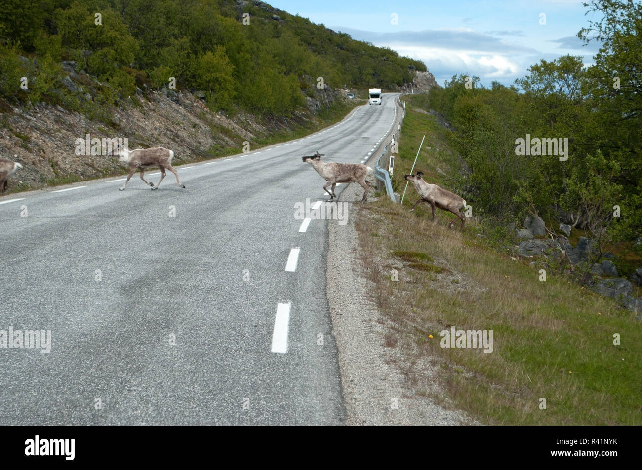 reindeer in norway Stock Photo