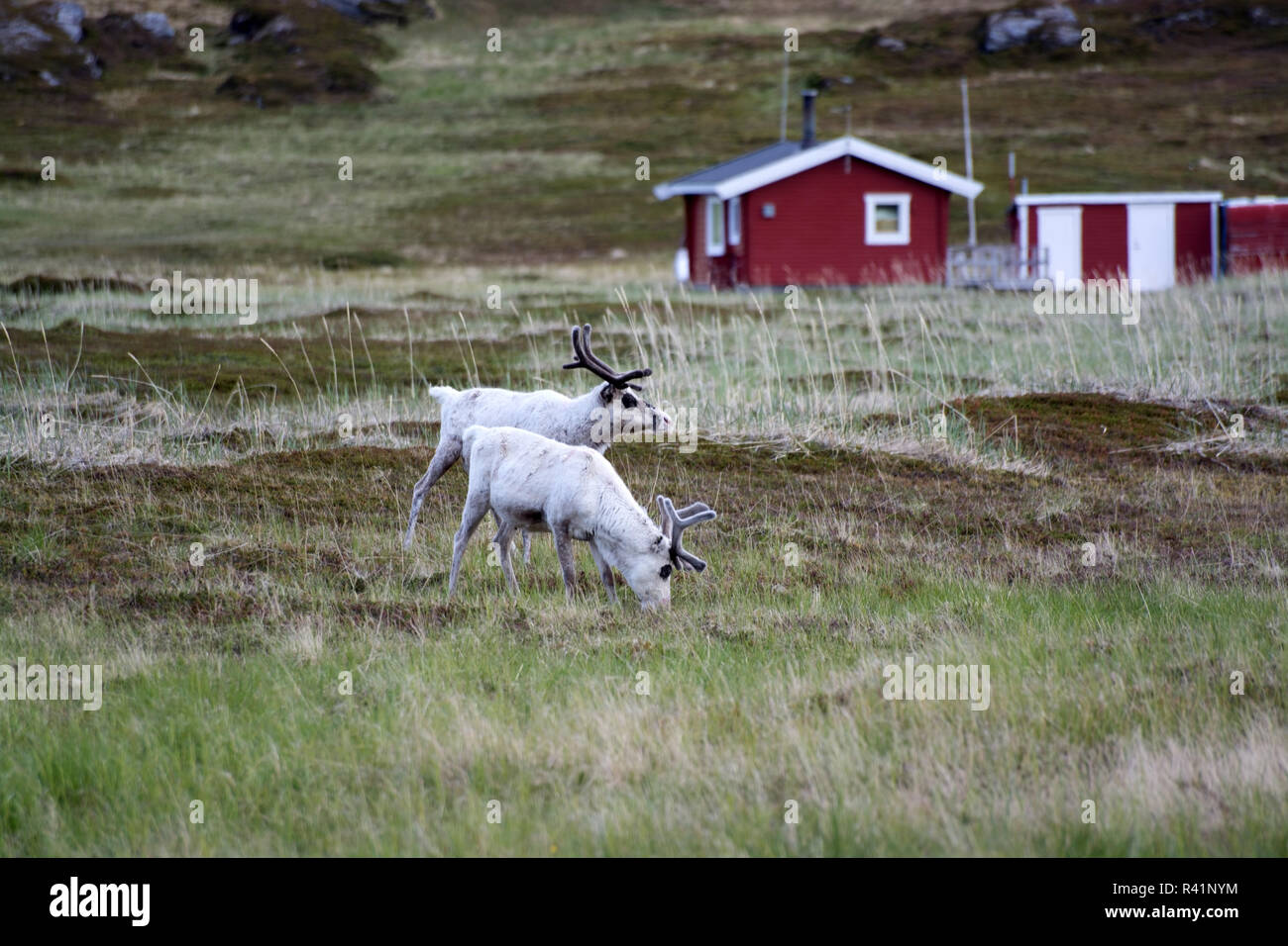 reindeers in norway Stock Photo